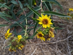 Helianthus californicus