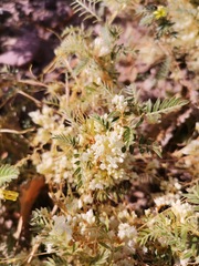 Cuscuta