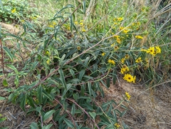 Helianthus californicus