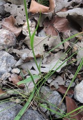 Polianthes zapopanensis