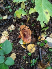 Tricholoma fulvum