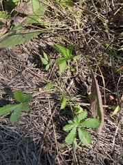 Potentilla recta