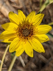 Helianthus californicus