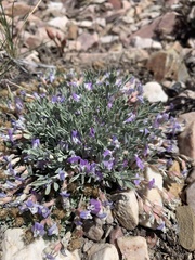 Astragalus calycosus calycosus