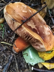Tricholoma fulvum