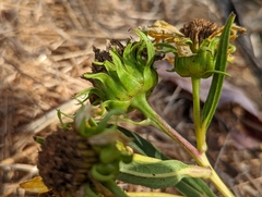 Helianthus californicus