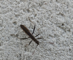 Micrelytra fossularum