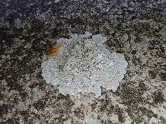 Protoparmeliopsis muralis