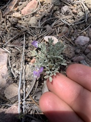 Astragalus calycosus calycosus