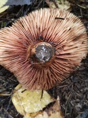 Tricholoma fulvum