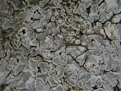 Protoparmeliopsis muralis