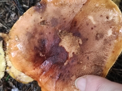 Tricholoma fulvum
