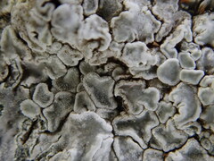 Protoparmeliopsis muralis