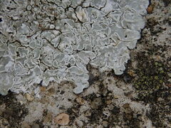 Protoparmeliopsis muralis