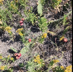 Opuntia macrorhiza