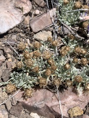 Antennaria dimorpha