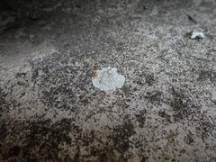 Protoparmeliopsis muralis