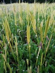 Lycopodium clavatum