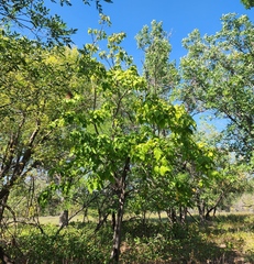 Catalpa speciosa