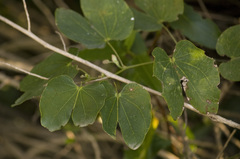 Bauhinia forficata