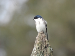 Tachycineta leucopyga