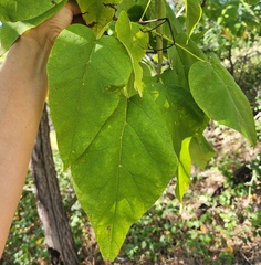 Catalpa speciosa