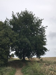 Quercus robur