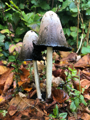 Coprinopsis