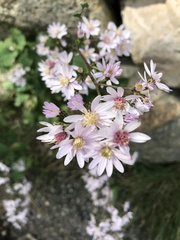 Symphyotrichum cordifolium