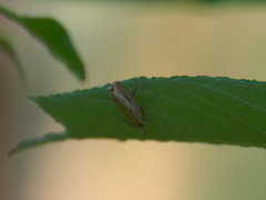 Agriphila tristella