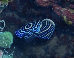 Pomacanthus imperator