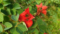Bauhinia galpinii
