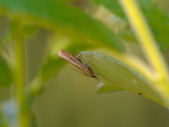 Agriphila tristella