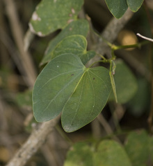 Bauhinia forficata