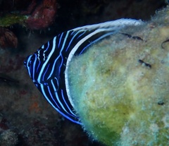 Pomacanthus imperator