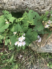 Symphyotrichum cordifolium