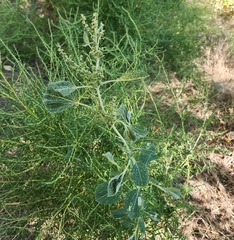 Cyclachaena xanthiifolia