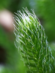 Lycopodium clavatum