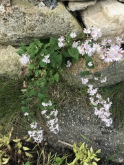Symphyotrichum cordifolium