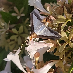 Diaphania hyalinata