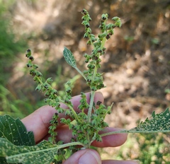 Cyclachaena xanthiifolia