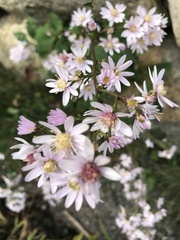Symphyotrichum cordifolium