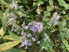 Symphyotrichum shortii