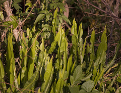 Baccharis trimera