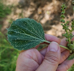 Cyclachaena xanthiifolia