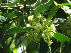 Laurelia sempervirens