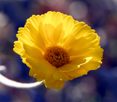 Baileya pleniradiata