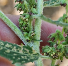 Cyclachaena xanthiifolia