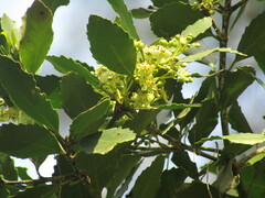 Laurelia sempervirens
