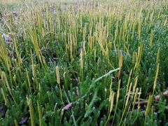Lycopodium clavatum